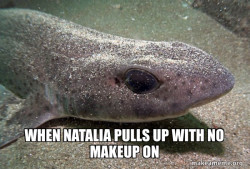 Dirty Joke Dogfish
