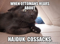Schitzo Cat
