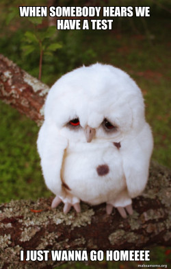 Sad Owl