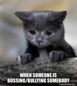 Confession Cat