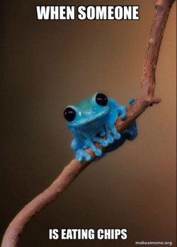 Small Fact Frog