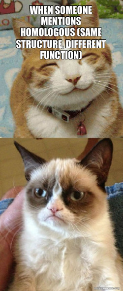 homologous vs analogous  