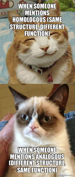 homologous vs analogous 