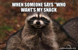 Evil Plotting Raccoon