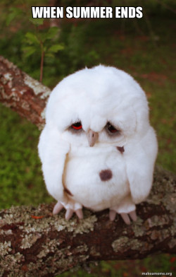 Sad Owl