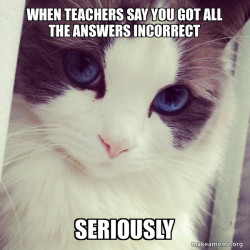 Ridiculously Photogenic Cat