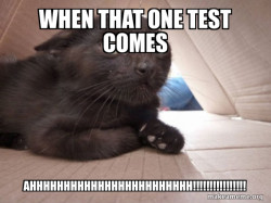 Schitzo Cat