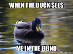 Zen Advice Mallard