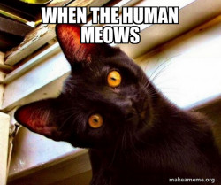 Overly Attached Cat