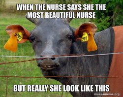 Hairless Cow
