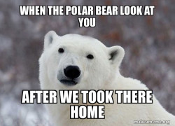 Popular Opinion Polar Bear