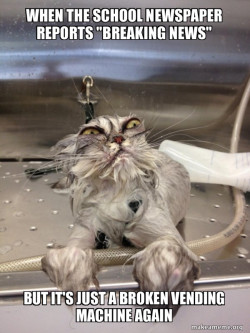 Cat Bath Returns