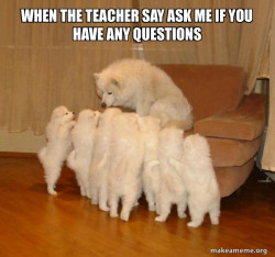 Storytelling Dog