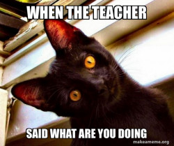 Overly Attached Cat