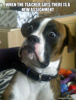 Skeptical Dog