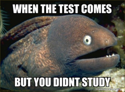 Bad Joke Eel