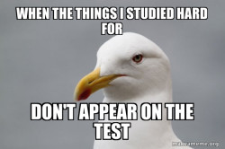 Stuff That Didn't Happen Seagull