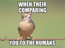 Common Opinion Sparrow