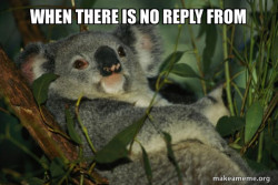 Laid Back Koala