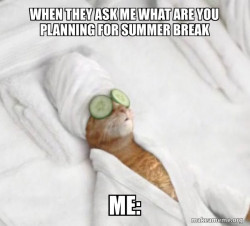 Pampered Cat Meme