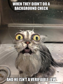 Cat bath
