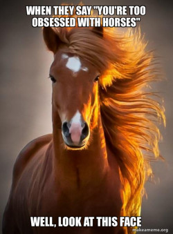 Ridiculously photogenic horse