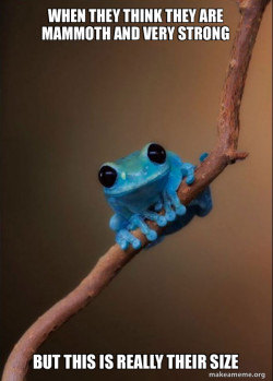 Small Fact Frog
