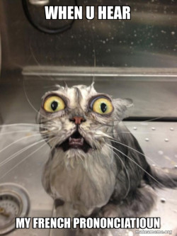 Cat bath