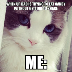 Ridiculously Photogenic Cat