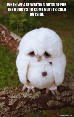 Sad Owl