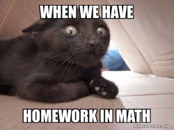 Schitzo Cat