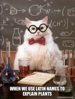Chemistry Cat