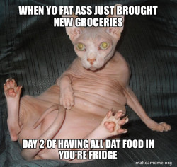 Hairless Cat