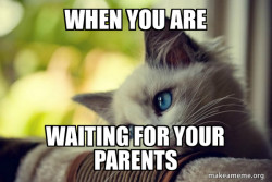 First World Cat Problems