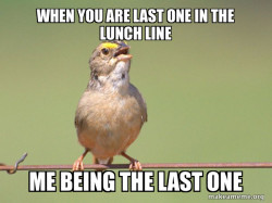 Common Opinion Sparrow