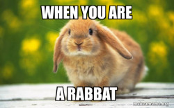 Regretful Rabbit
