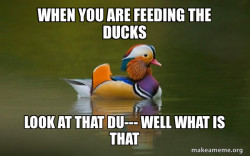 Fashionable Advice Mallard