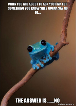 Small Fact Frog
