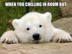 Popular Opinion Bear
