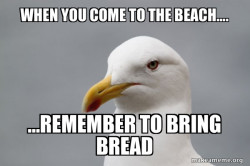 Stuff That Didn't Happen Seagull