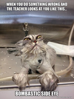 Cat Bath Returns