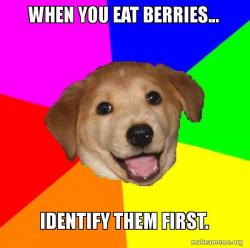Advice Dog