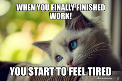 First World Cat Problems