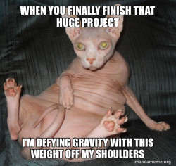 cat is obssed with wicked