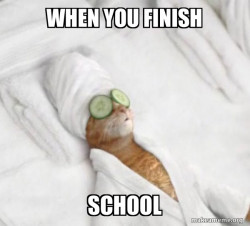 Pampered Cat Meme