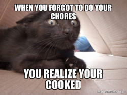 Schitzo Cat