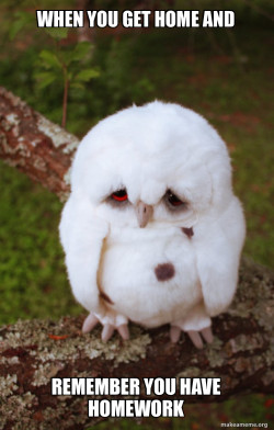 Sad Owl