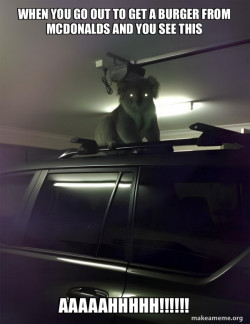 Drop Bear