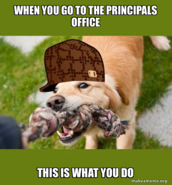 Scumbag dog