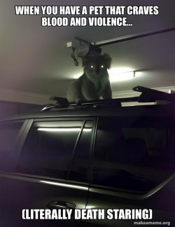 Drop Bear